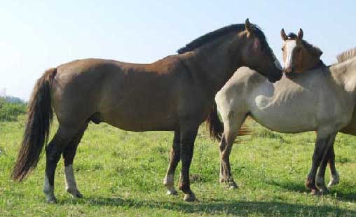 Argentine Criollo